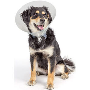 Pivetal Baxter Elizabethan Collar: 10cm, Each