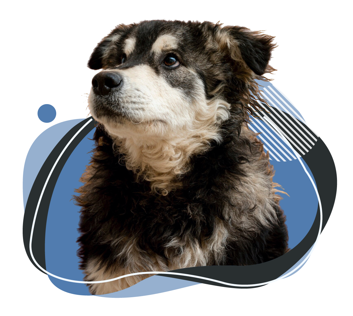 A black and tan fluffy dog with a gentle expression, set against a modern veterinary-themed graphic design. This image represents compassionate and advanced veterinary care, aligning with MedicaTech Vet's commitment to high-quality imaging solutions for animal health.